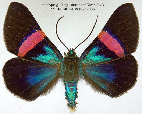 Papua Insects Foundation (Lepidoptera/Geometridae(Ennominae)/Milionia ...